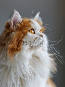 波斯猫鸳鸯眼奇特，多彩毛发遗传定，染色伤身莫尝试（眼睛颜色不一样的波斯猫图片）