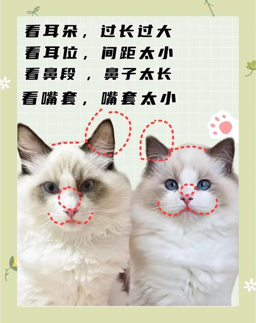 甜美黏人需细养(布偶猫的优点和缺点) 甜美黏人需细养(布偶猫的优点和缺点)