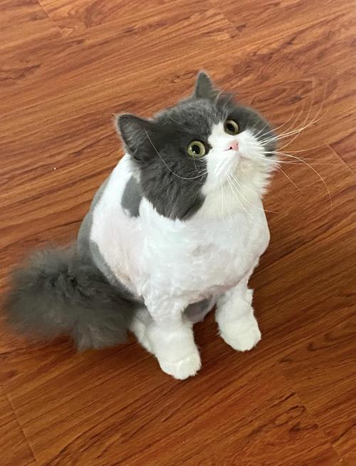 猫剃毛利弊大,科学度夏更安全(给猫剪毛好不好) 猫剃毛利弊大,科学度夏更安全(给猫剪毛好不好)