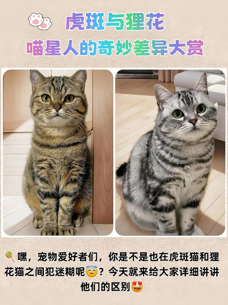 花纹性格大不同(虎斑猫和狸花猫图片) 花纹性格大不同(虎斑猫和狸花猫图片)