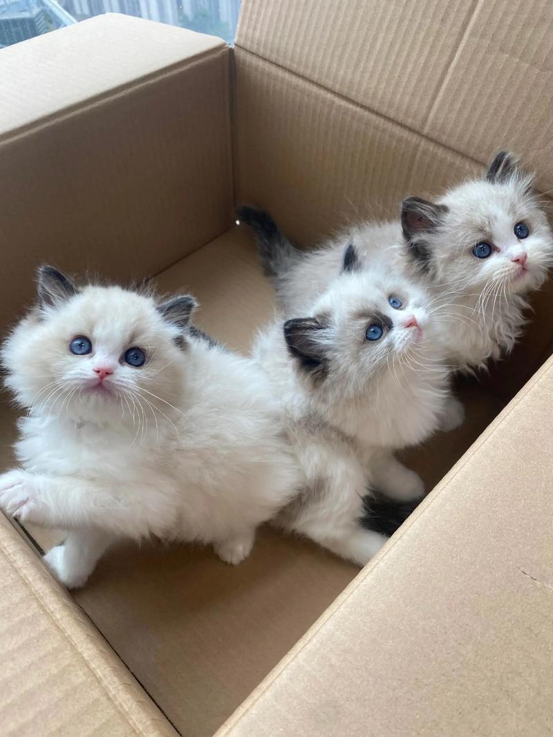 活泼布偶猫怎么养?(布偶猫布偶猫舍这些小猫咪真的太活泼啦) 活泼布偶猫怎么养?(布偶猫布偶猫舍这些小猫咪真的太活泼啦)