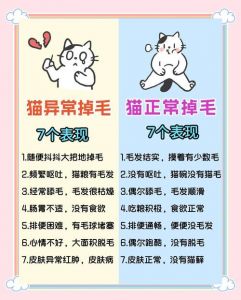 猫咪掉毛怎么办？科学护理来搞定！（猫掉毛最好的解决办法是什么）