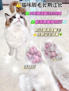 猫咪夏天无需剃毛，梳毛防晒更科学（夏天猫毛可以剪短吗）