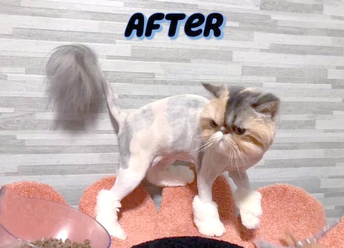科学养猫,别给猫咪剃毛(猫毛可以剪短一点吗) 科学养猫,别给猫咪剃毛(猫毛可以剪短一点吗)