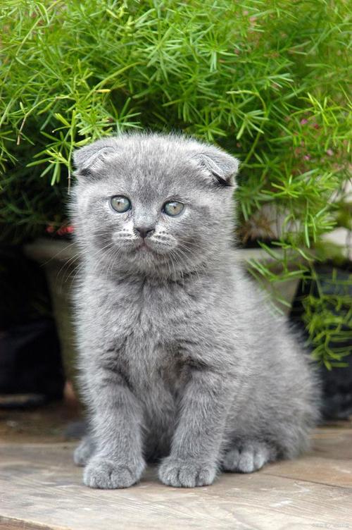英短折耳猫有遗传病,养它有伦理问题(英短折耳猫真不能养吗) 英短折耳猫有遗传病,养它有伦理问题(英短折耳猫真不能养吗)