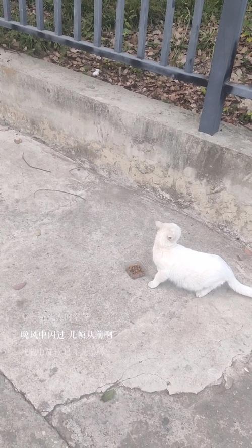 街头英短猫,黑白优雅照(白色短毛猫街头照片) 街头英短猫,黑白优雅照(白色短毛猫街头照片)
