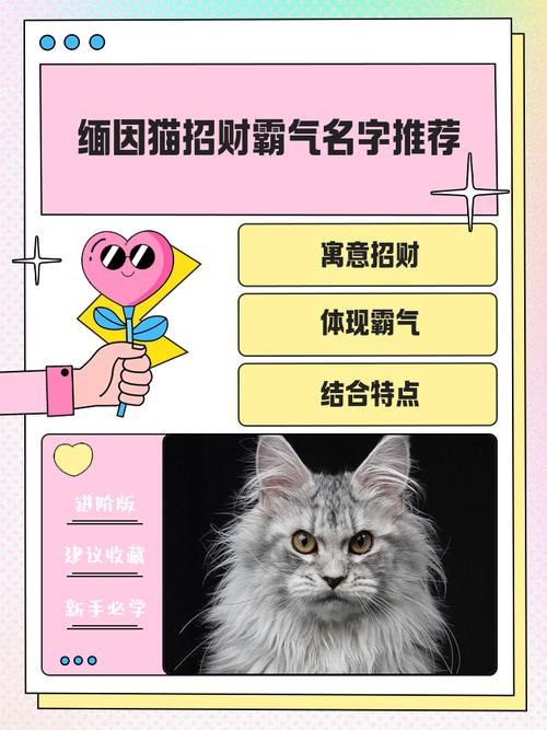 缅因猫招财?信仰问题,猫更安静可爱(缅因猫是招财还是破财) 缅因猫招财?信仰问题,猫更安静可爱(缅因猫是招财还是破财)