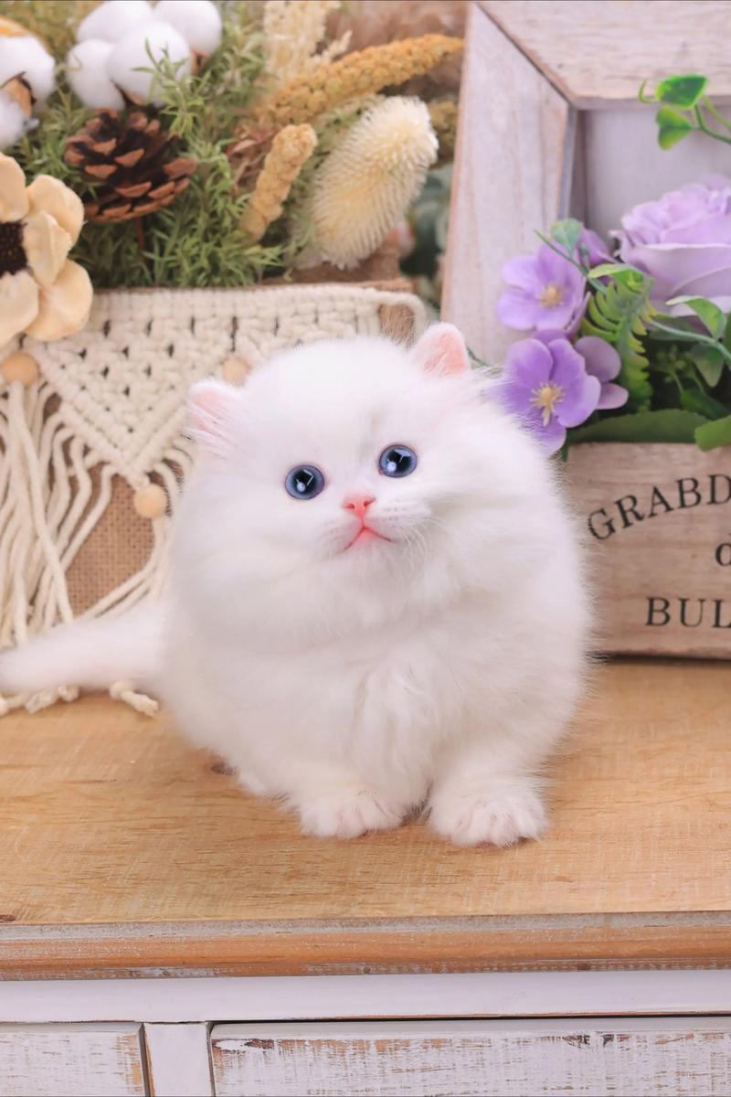 优雅活泼的宠物伴侣(白色的长毛猫蓝眼睛) 优雅活泼的宠物伴侣(白色的长毛猫蓝眼睛)
