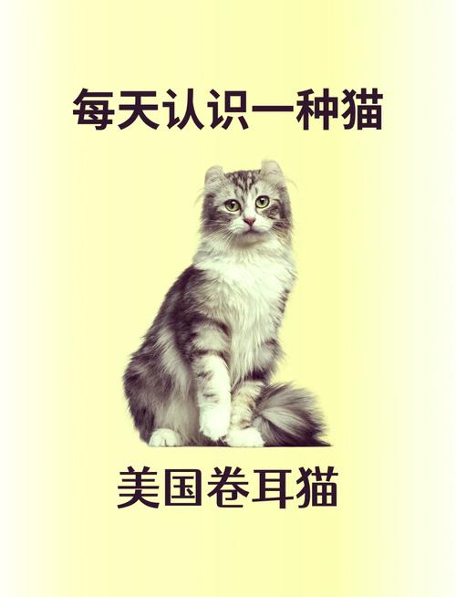 耳朵与健康的区别(卷耳猫和折耳猫区别) 耳朵与健康的区别(卷耳猫和折耳猫区别)
