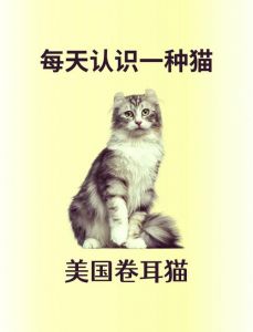 耳朵与健康的区别（卷耳猫和折耳猫区别）