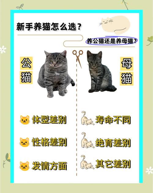 选公猫还是母猫?看喜好预算和性格(养猫新手养公还是母的好) 选公猫还是母猫?看喜好预算和性格(养猫新手养公还是母的好)