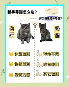 选公猫还是母猫？看喜好预算和性格（养猫新手养公还是母的好）