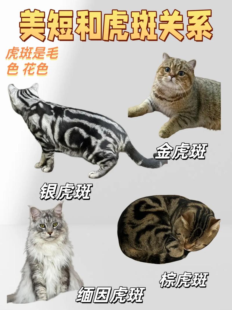 虎斑猫与混血猫(虎斑猫分几个品种图片) 虎斑猫与混血猫(虎斑猫分几个品种图片)
