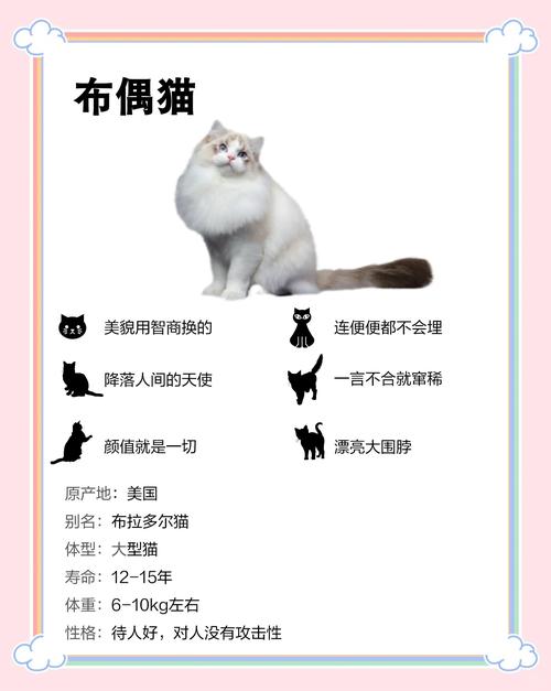 布偶猫温顺易养,选对方法很重要(为什么布偶猫养不熟) 布偶猫温顺易养,选对方法很重要(为什么布偶猫养不熟)