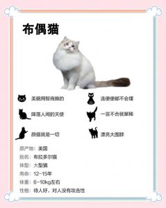 布偶猫温顺易养，选对方法很重要（为什么布偶猫养不熟）