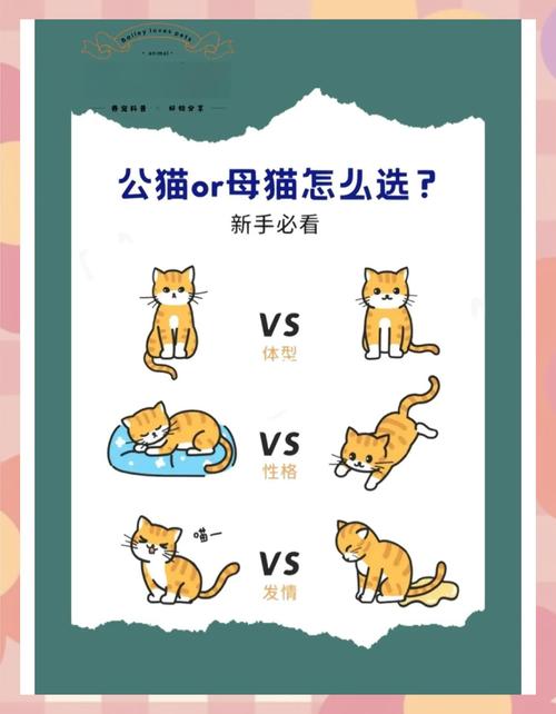 公猫母猫怎么选?看颜值性格,健康眼缘更重要(小猫咪养公的还是母的) 公猫母猫怎么选?看颜值性格,健康眼缘更重要(小猫咪养公的还是母的)