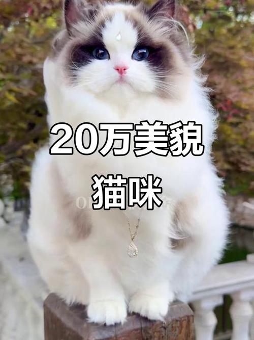 经典稀有价值高,健康陪伴更重要(布偶猫最贵的颜色) 经典稀有价值高,健康陪伴更重要(布偶猫最贵的颜色)
