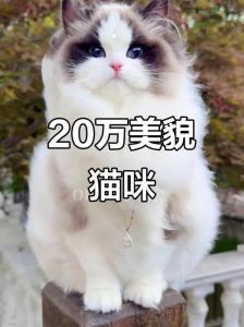 经典稀有价值高，健康陪伴更重要（布偶猫最贵的颜色）