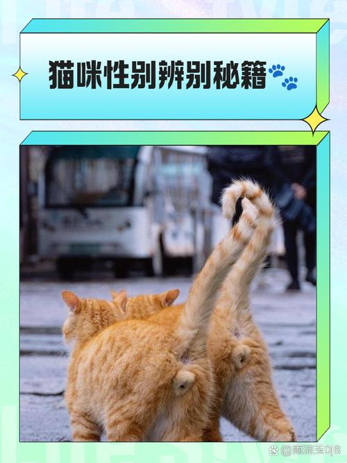 关注毛发变化,给予更多陪伴与耐心(怎样判断猫是不是老猫) 关注毛发变化,给予更多陪伴与耐心(怎样判断猫是不是老猫)