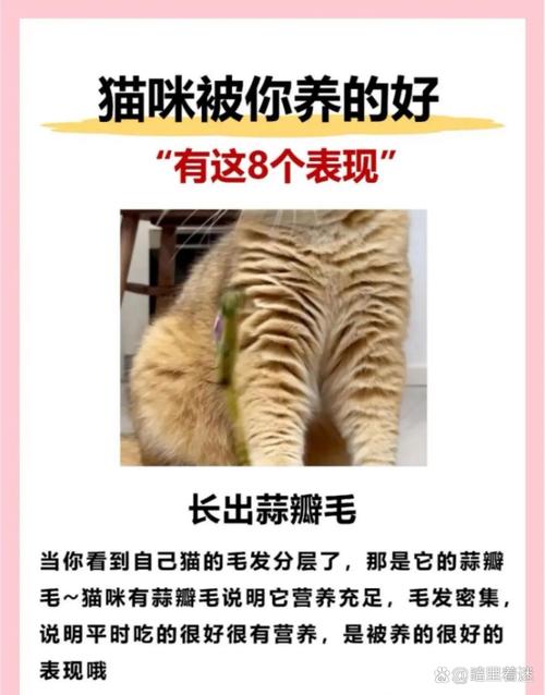 保湿保暖防感染,伤口护理很重要(猫剃毛最忌三个东西) 保湿保暖防感染,伤口护理很重要(猫剃毛最忌三个东西)