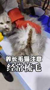 美观与舒适兼顾（长毛猫毛能剪短吗）