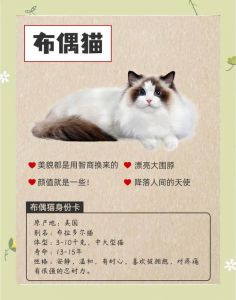 布偶猫为啥会咬人？原因和处理方法（为什么布偶猫爱攻击人）