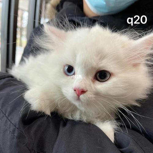 优雅高贵,慵懒美食家(异瞳波斯猫q版图片) 优雅高贵,慵懒美食家(异瞳波斯猫q版图片)