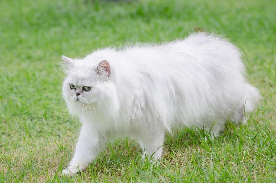 养波斯猫缺点多,泪痕毛发健康都不省心(波斯猫为什么不能养) 养波斯猫缺点多,泪痕毛发健康都不省心(波斯猫为什么不能养)