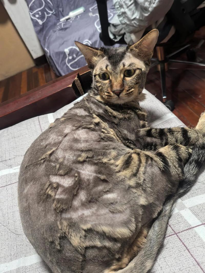 剃毛长毛猫?弊大于利要当心(给长毛猫剃毛有坏处吗) 剃毛长毛猫?弊大于利要当心(给长毛猫剃毛有坏处吗)