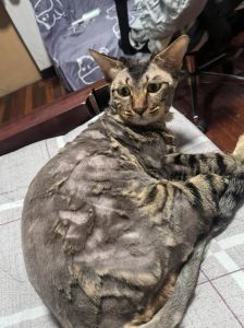 剃毛长毛猫？弊大于利要当心（给长毛猫剃毛有坏处吗）