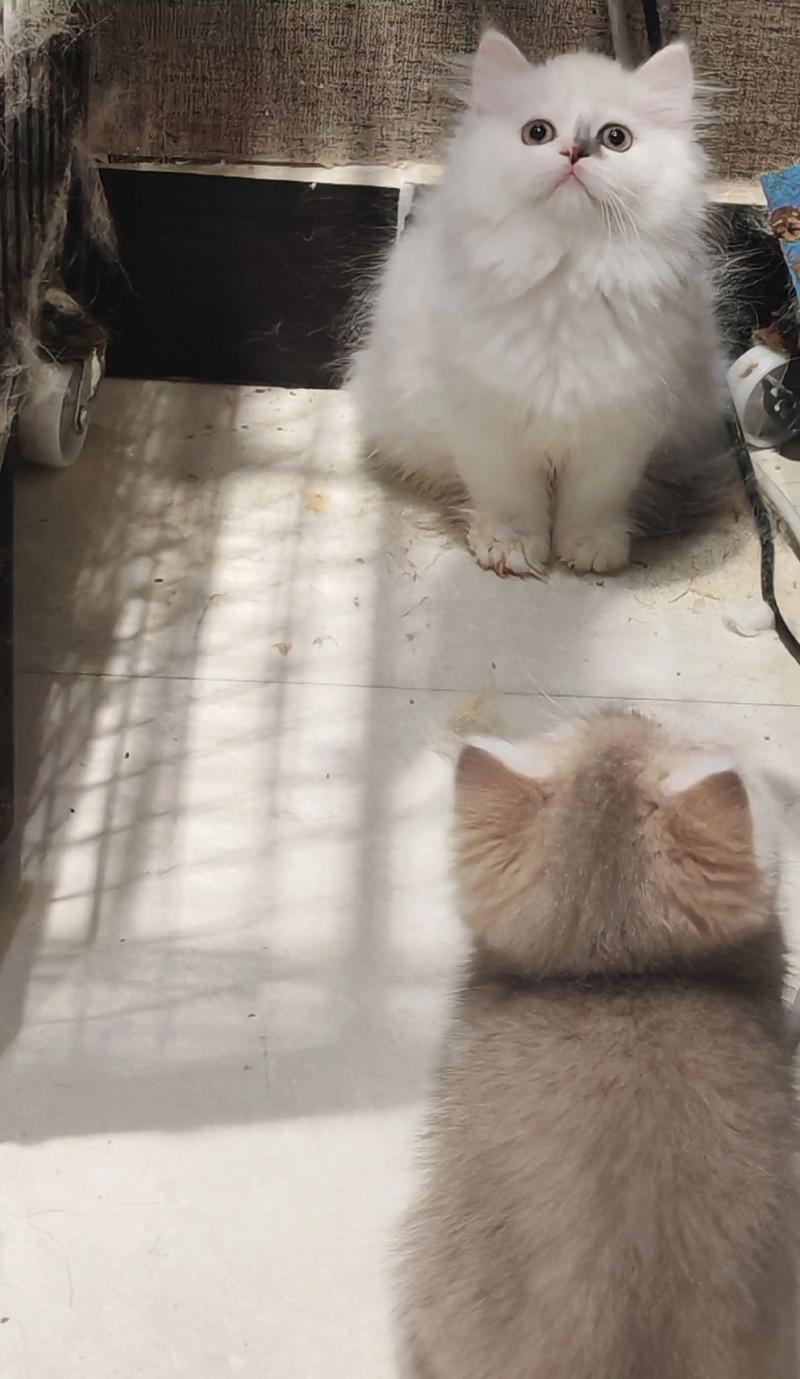 拿破仑猫饮食梳毛防滑,健康隐患多定期检查(养拿破仑猫的十大禁忌) 拿破仑猫饮食梳毛防滑,健康隐患多定期检查(养拿破仑猫的十大禁忌)