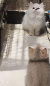拿破仑猫饮食梳毛防滑，健康隐患多定期检查（养拿破仑猫的十大禁忌）