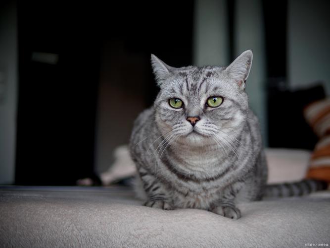 网红短腿猫Munji三角坐姿走红,治愈系萌猫太可爱!(韩国短毛猫图片) 网红短腿猫Munji三角坐姿走红,治愈系萌猫太可爱!(韩国短毛猫图片)