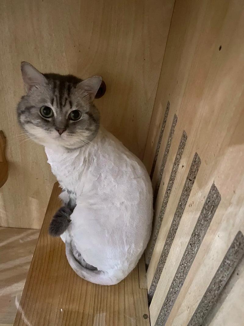 夏天剃猫毛不科学,小心晒伤中暑!(猫夏天剃毛吗) 夏天剃猫毛不科学,小心晒伤中暑!(猫夏天剃毛吗)