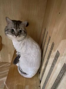 夏天剃猫毛不科学，小心晒伤中暑！（猫夏天剃毛吗）