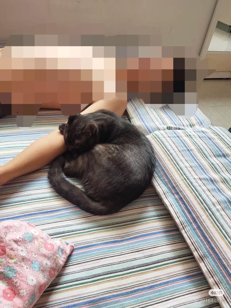 串串猫价格80-300元,看品种洋血,选健康家,勿只重价(串串猫多少钱一只图片简单) 串串猫价格80-300元,看品种洋血,选健康家,勿只重价(串串猫多少钱一只图片简单)