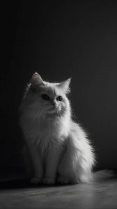 AI生成白猫图需谨慎，注意平台风险！（生成一张白色的猫照片）