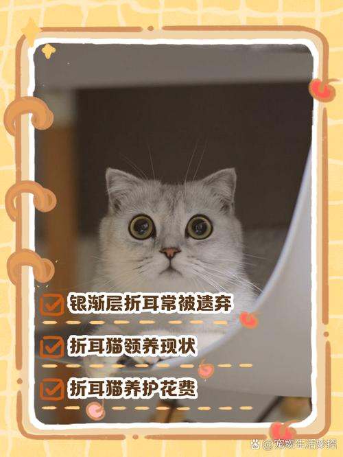 可爱背后健康风险,养护责任要承担(折耳猫和英短的串的优缺点) 可爱背后健康风险,养护责任要承担(折耳猫和英短的串的优缺点)