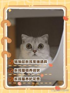 可爱背后健康风险，养护责任要承担（折耳猫和英短的串的优缺点）