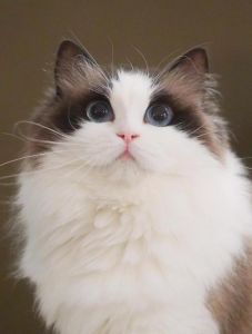 布偶猫聪明又亲人，好养易融入家庭（布偶猫聪明）
