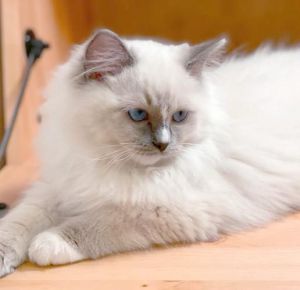 布偶猫掉毛多怎么办？（布偶公猫为什么比母猫爱掉毛）