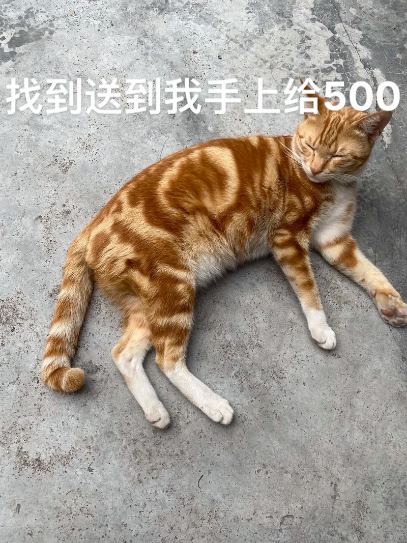 随和亲人,爱爬高晒太阳(橘虎斑猫) 随和亲人,爱爬高晒太阳(橘虎斑猫)