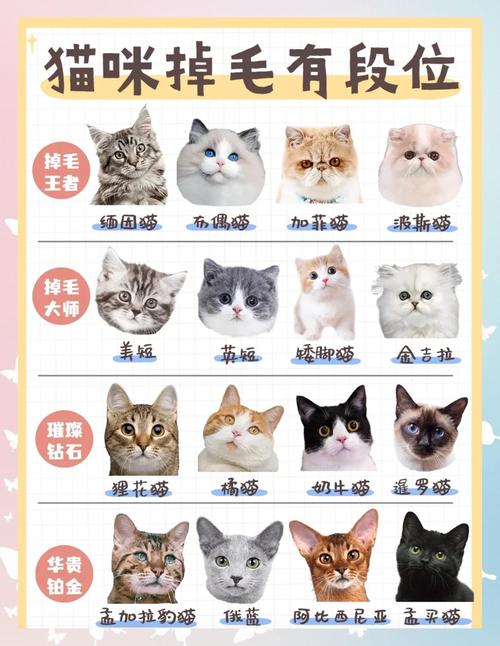 猫咪掉毛多吗?不同品种差异大(猫掉毛排行榜前十名) 猫咪掉毛多吗?不同品种差异大(猫掉毛排行榜前十名)