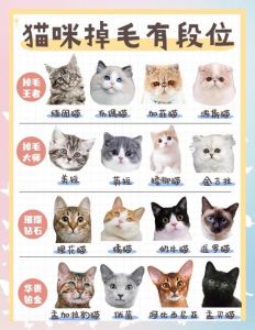 猫咪掉毛多吗？不同品种差异大（猫掉毛排行榜前十名）