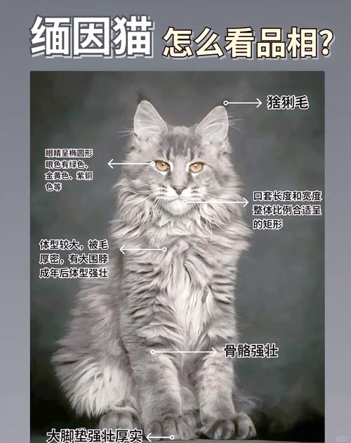 大只萌猫的养宠烦恼(缅因猫为什么不建议养) 大只萌猫的养宠烦恼(缅因猫为什么不建议养)