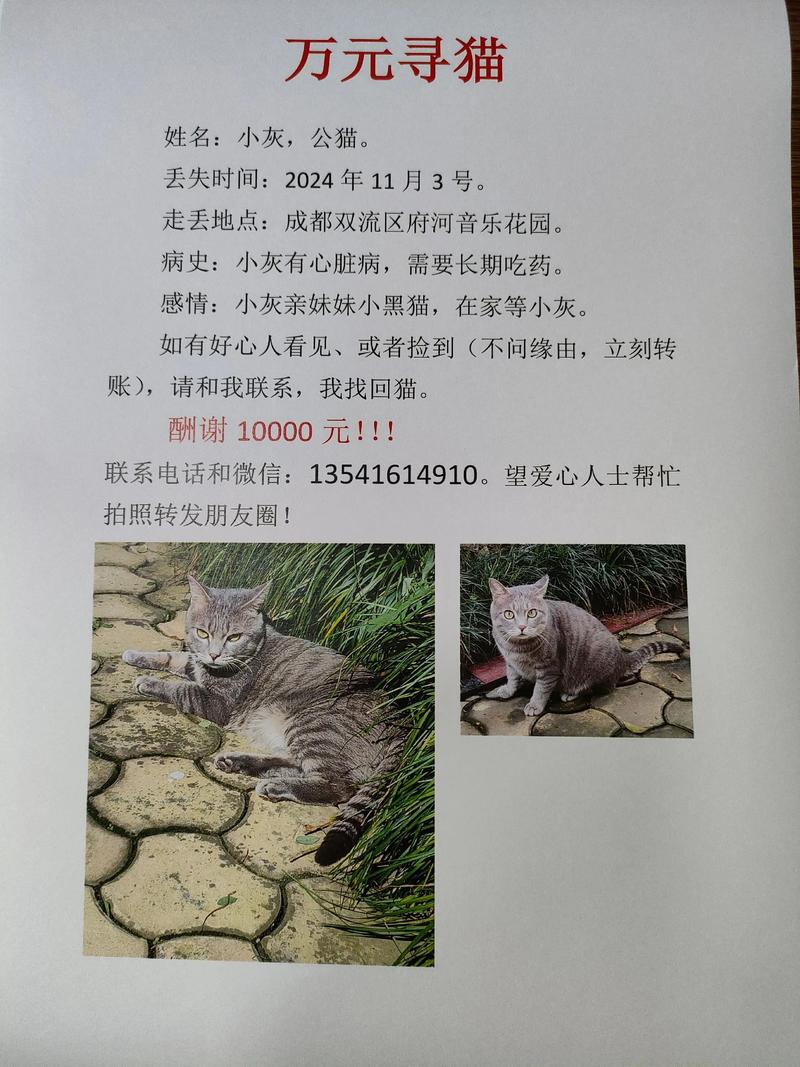 走失猫咪24小时黄金自救指南(猫丢了找猫的窍门) 走失猫咪24小时黄金自救指南(猫丢了找猫的窍门)