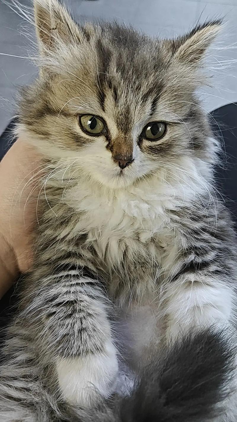 长毛猫夏季修剪指南,散热防晒两不误(长毛猫可以剃毛吗) 长毛猫夏季修剪指南,散热防晒两不误(长毛猫可以剃毛吗)