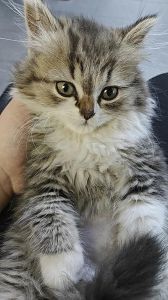 长毛猫夏季修剪指南，散热防晒两不误（长毛猫可以剃毛吗）