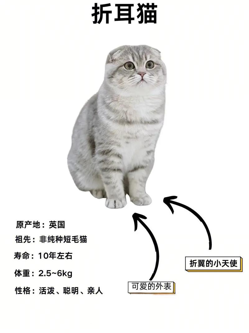 折耳猫寿命短?科学喂养能延长!(折耳猫能活几年) 折耳猫寿命短?科学喂养能延长!(折耳猫能活几年)