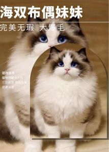 警惕！500元布偶猫多为假货，别当冤大头！（布偶串串猫大概多少钱一只）